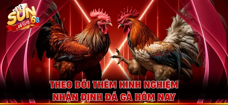 Theo dõi thêm kinh nghiệm nhận định đá gà hôm nay